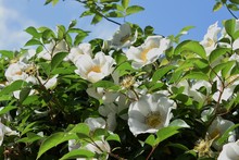 Cherokee Rose (Rosa Laevigata)