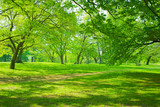 Fototapeta Panele - Green park 