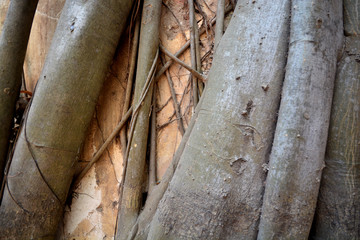 Closeup of roots texture background.