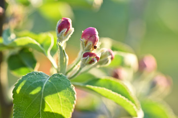 Poster - fleur printemps soleil vert bourgeons