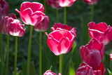Fototapeta Tulipany - Bright red beautiful tulips during the spring festival