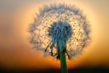 Fototapeta Dmuchawce - Fluffy Dandelion seeds flower in sunset