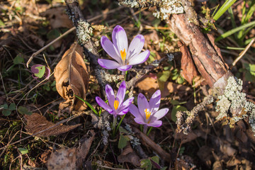 Canvas Print -  Crocuses in spring