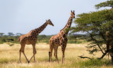 Fototapeta Sawanna - Several giraffes are walking through the grassland