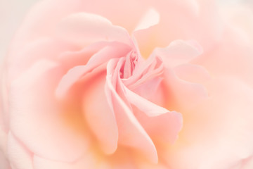 Soft focus peach coloured rose