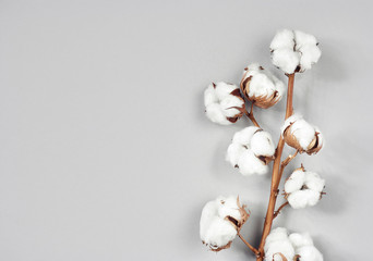 Wall Mural - Cotton flower branch on gray background