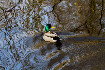 duck floating in a river