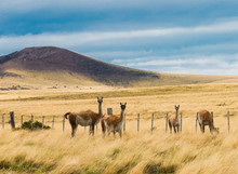 Four Curious Guanaco Lamas In Pampa