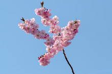 När Körsbärsträden Blommar är Det Vår.