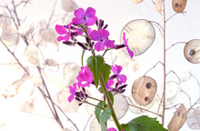 Blooming Beautiful Flowers Of Lunaria. Ripe Pod Of Lunaria   With Seeds Visible. Lunaria Annua, Commonly Called Silver Dollar, Dollar Plant, Moonwort, Honesty And Lunaria.