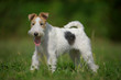 Portrait of a young fox terrier standing in a park