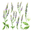 Healing Verbena officinalis set. Watercolor hand drawn illustration, isolated on white background