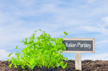 Italian Parsley In The Garden With A Wooden Label