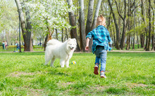 A Little Boy With Glasses Plays A Ball With A White Dog. A Samoyed Dog And A Little Hipster Run Through The Park In Spring