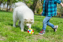 A Little Boy With Glasses Plays A Ball With A White Dog. A Samoyed Dog And A Little Hipster Run Through The Park In Spring