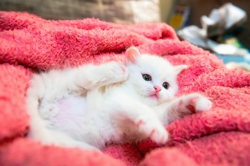 Little white kitty pets animal home hobby