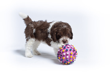 Wall Mural - Australian Labradoodle Puppies Playing