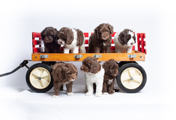 Wall Mural - Australian Labradoodle Puppies Playing