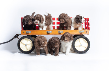 Wall Mural - Australian Labradoodle Puppies Playing