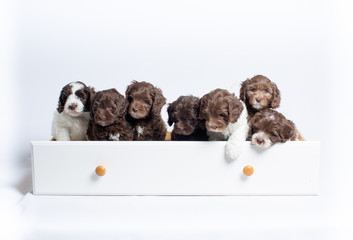 Wall Mural - Australian Labradoodle Puppies Playing