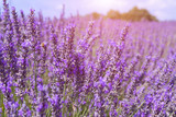 Fototapeta Lawenda - Beautiful colors purple lavender fields near Valensole, Provence in France
