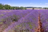 Fototapeta Krajobraz - Beautiful colors purple lavender fields near Valensole, Provence in France