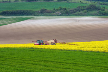 Wall Mural - agricuteur travaillant dans les champs de colza en fleur