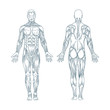 © Goga - Human anatomy. Hand drawn human body anatomy. Male body muscular system sketch drawing. Part of set.
