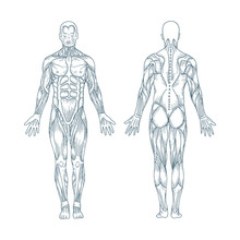Human Anatomy. Hand Drawn Human Body Anatomy. Male Body Muscular System Sketch Drawing. Part Of Set.