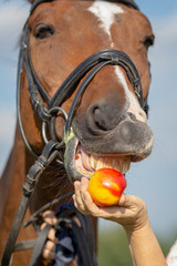 Horse brown in the pasture with reins and bridle is being fed with an apple, close-up of horse's mouth with apple..