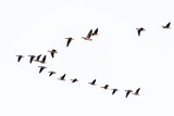 Fototapeta Sawanna - Flock of migration white-fronted geese flying in V-formation, Germany, Europe