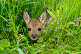 Fototapeta Sawanna - Western roe deer in meadow, Fawn, Germany, Europe