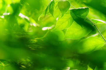 Wall Mural - Green leaves on green bokeh background, Natural green background