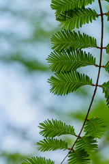 Wall Mural - Green leaves on green bokeh background, A coniferous tree buds 