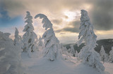 Fototapeta Na ścianę - Snowy spruce trees, National Park Bavarian Forest, Bavaria, Germany