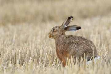 European brown hare on Stubblefield, Germany, Europe