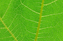Close Up Of Fig Leaf, Light Shining Through Green Fig Leaf