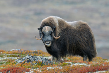 muskox (ovibos moschatus), bull, dovrefjell national park, norway, europe