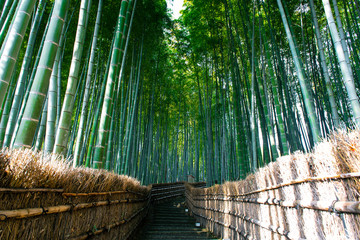 Wall Mural - arashiyama bamboo grove forest in kyoto, japan during summer.