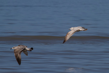 two seagulls are flying over the sea