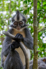 Wall Mural - monos en la selva