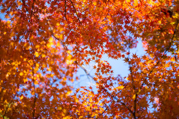 Wall Mural - the beautiful nature autumn background in japan in day time.