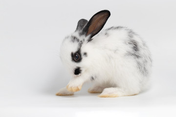 Little black and white rabbit sitting on isolated white background at studio. It's small mammals in the family Leporidae of the order Lagomorpha. Animal studio portrait.