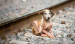© bladiavila - Perro enfermo abandonado