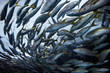 School of circling Atlantic Yellowtail Snapper fish from below