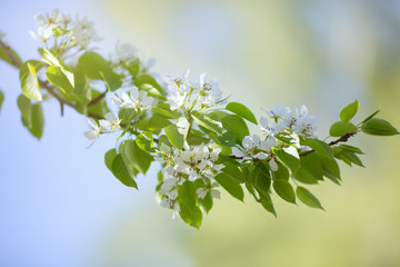 Sticker - A branch of a pear tree with flowers on blue background