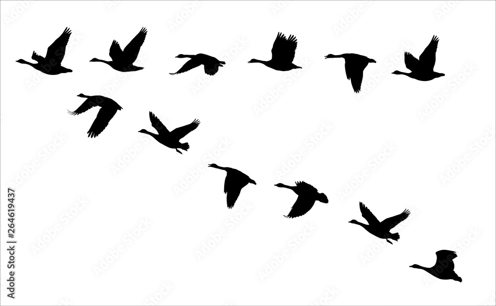 flying canadian geese Canada Goose  - obrazy, fototapety, plakaty 