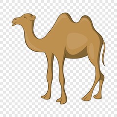 Wall Mural - Camel icon. Cartoon illustration of camel vector icon for web design