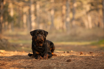 Wall Mural - dog breed Rottweiler on a walk beautiful portrait