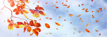 Yellow And Red Bright Autumn Leaves And Butterflies Against A Blue Sky With Clouds In The Sunlight. Autumn Natural Art Blur Background. Banner Design.